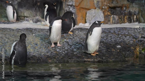 Wallpaper Mural Penguins enjoy their time at a marine park, swimming in clear water and resting on rocky shores while basking in the warmth of the sun. Their playful behavior captivates all visitors. Torontodigital.ca