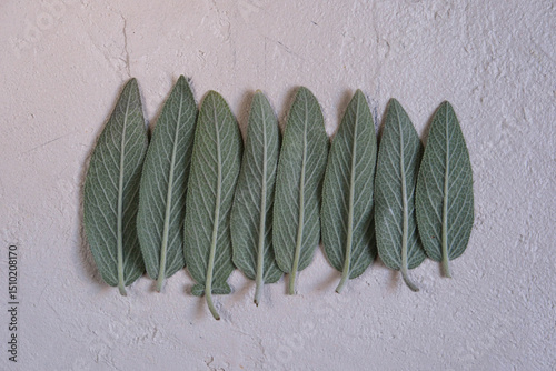 Fresh green sage leaves, for culinary, herbal, or natural wellness uses. Salvia officinalis