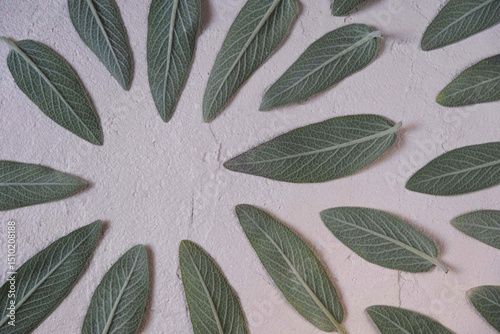 Organically arranged sage leaves displayed on a neutral textured surface, showcasing natural themes emphasizing botany, simplicity, and green aesthetics