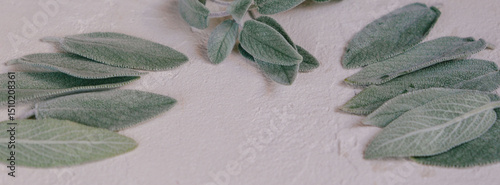 Organically arranged sage leaves displayed on a neutral textured surface, showcasing natural themes emphasizing botany, simplicity, and green aesthetics