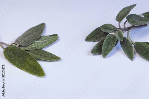 Fresh green sage leaves, for culinary, herbal, or natural wellness uses. Salvia officinalis