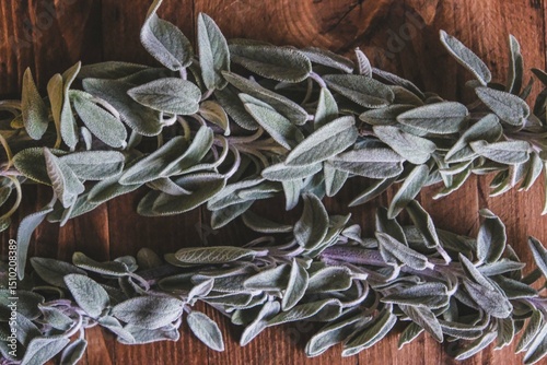 Fresh green sage leaves, for culinary, herbal, or natural wellness uses. Salvia officinalis