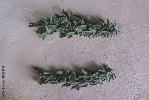 Fresh green sage leaves, for culinary, herbal, or natural wellness uses. Salvia officinalis