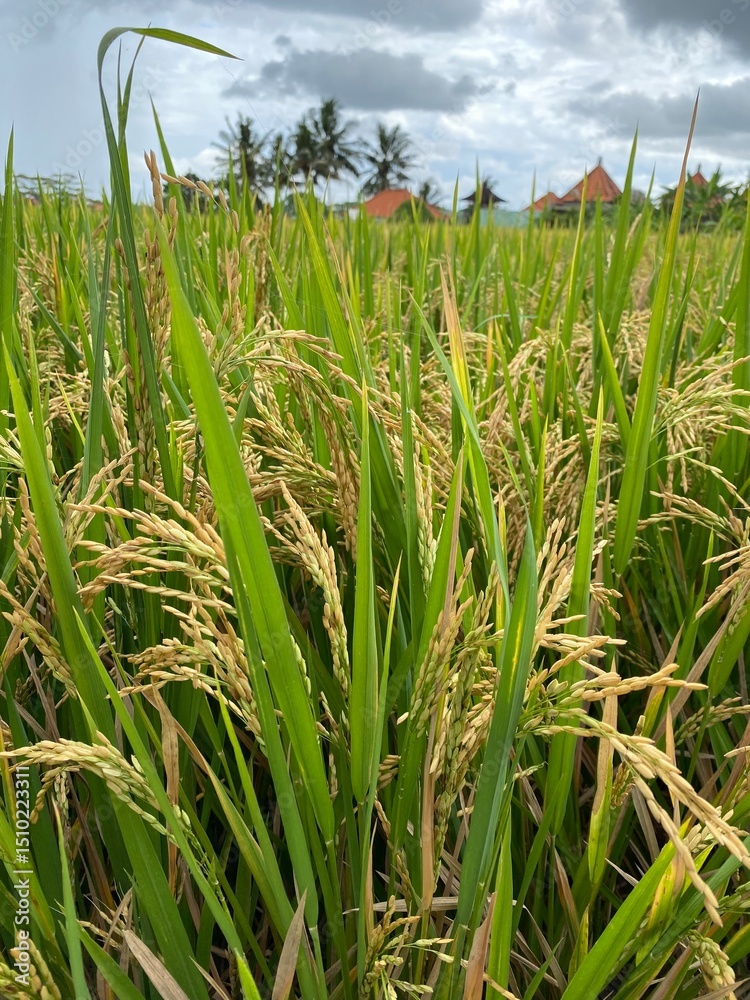 Obraz premium rice field in malaysia