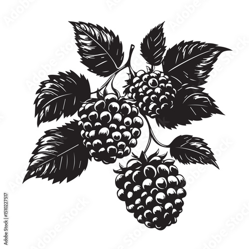 image of natural blackberry, logo, black and white vector graphics, minimalism
