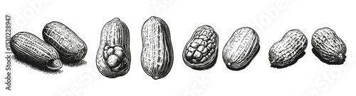 Vintage Illustration of Peanuts in Various Stages of Exposure