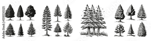 Collection of Hand-Drawn Evergreen Trees and Forest Illustrations, vector illustration, engraving design, logo design set, black and white line, template design element