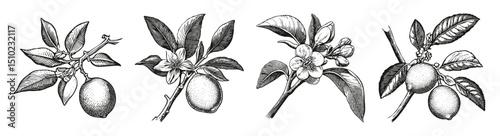 Vintage Botanical Illustrations of Lemon Tree and Fruit, vector illustration, engraving design, logo design set, black and white line
