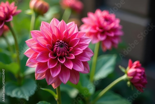 Intricate dahlia blooms, vibrant petals, lush foliage, white, dahlia, bloom