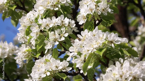 Close Up Of A Fruit Tree Branch With Abundant Delicate White Blossoms And Green Leaves Against A Bright Blue Sky. Beautiful Spring Floral Display.