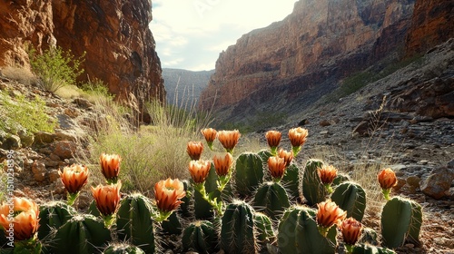 tulips in the mountains