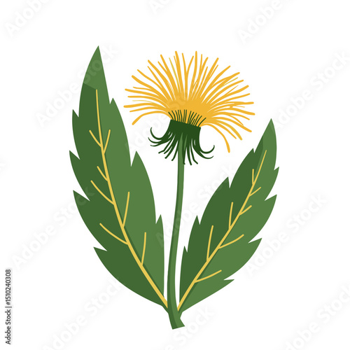 Illustration of a Bright Yellow Dandelion Flower with Green Leaves on a White Background