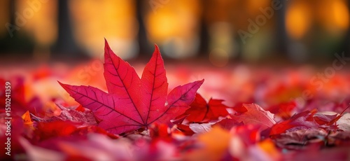 Vibrant red maple leaf on colorful autumn foliage background in soft focus