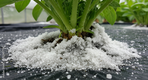 Salt Crust Formation Around Plant Base in Greenhouse Environment photo