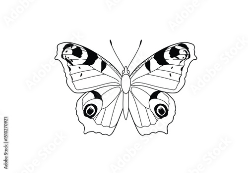 Peacock butterfly drawing. This image shows a peacock butterfly, a beautiful winged insect with distinctive eyespots, rendered in a detailed and elegant sketch. Vector sketch line art draw.