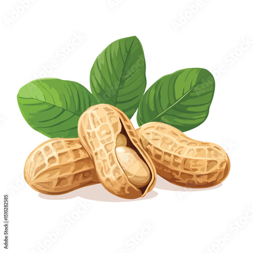 Detailed vector illustration of a peanut with peel and seed icon in ISO standard format