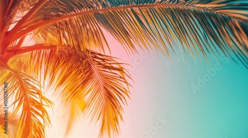 Tropical Palm Tree Paradise: Witness the tranquil beauty of a sun-kissed tropical paradise as a palm tree extends gracefully towards the sky, with its fronds catching the radiant sunlight.