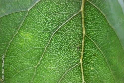 Green leaf structure, macro. Closeup texture of a green leaf, background. Tree leaf