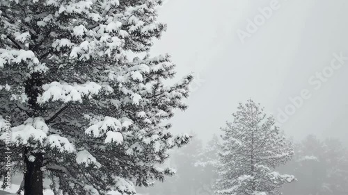 Wallpaper Mural Snow-Covered Pine Trees in a Winter Wonderland Torontodigital.ca