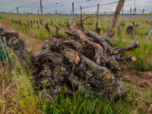 Un amoncellement de ceps de vigne arrachés dans un paysage de vignoble