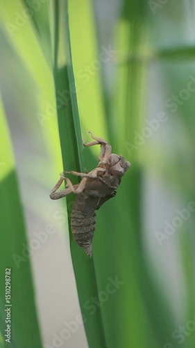 Dragonfly Exuvia Clinging To Vibrant Green Blade In Bright Sunlight Shedding Skin