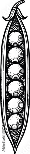 Peas vector black silhouette cricut design for T-shirt
