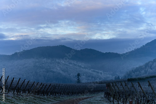 Un hiver en Alsace : au lever du jour, le givre glacial recouvre le vignoble, CEA, Grand Est, France