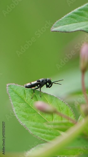 Hoverfly Perched Elegantly On A Vibrant Green Leaf In A Natural Setting
