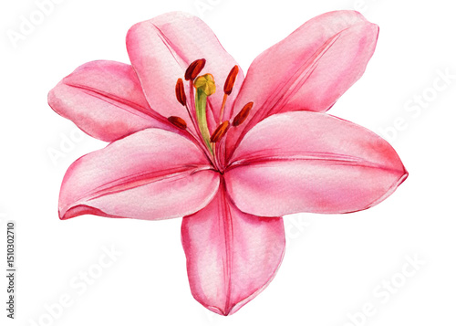 Pink Lily Flower Watercolor Illustration, Elegant Botanical Bloom, Hand Painted Floral Clipart Isolated, Spring Summer Decor Art