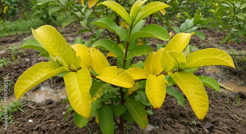 Guava Tree Showing Leaf Yellowing from Waterlogging Stress photo
