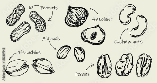 Doodle Elements of Nuts And Seeds - Hand-Drawn Illustration