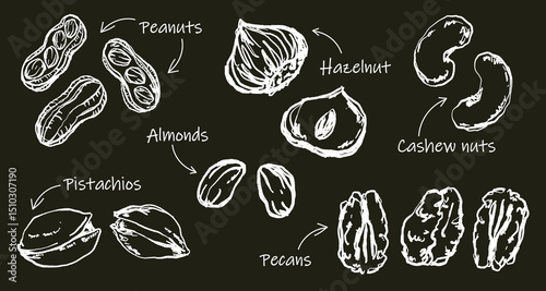 Doodle Elements of Nuts And Seeds - Hand-Drawn Illustration