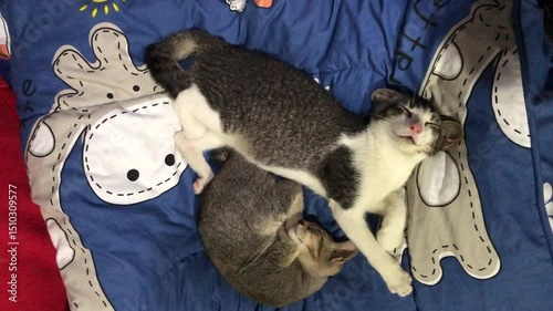 Two cats cuddling and sleeping together on a blue blanket with giraffe pattern
