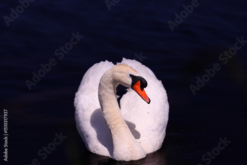 Photos A white mute swan swims forward against a blurred dark background