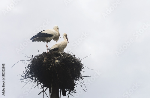 white storks stands in nest