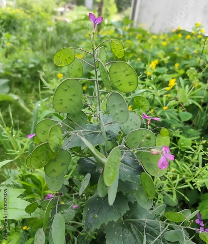 Lunaria Annua Plant with Violet Flowers and Seedpods Growing in a Garden