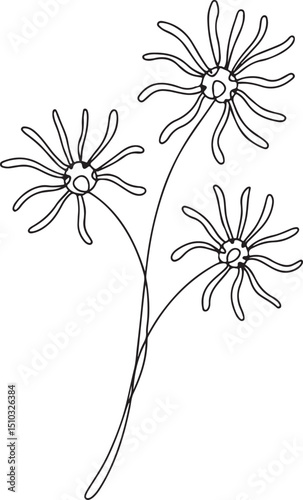 Line Drawing Wall Art of Fresh Witch Hazel Flowers