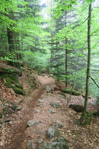 Wallpaper Mural Von Bodenmais steigt dieser Weg in der Rißlochschlucht im Bayerischen Wald immer mehr an. Er führt zu den Rißlochwasserfällen und zum Mittagsplatzl. Die Bäume haben in diesem Frühjahr schon Laub. Torontodigital.ca