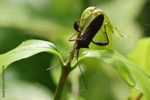 Fotografía Brown Insect - Leaf Footed Bug (Coreidae family) perched upside down on a plant, illuminated by the bright sunlight