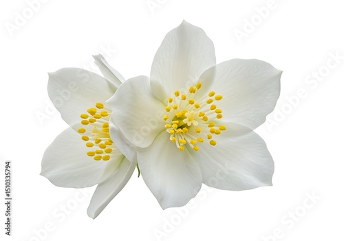 Delicate White Jasmine Flowers with Yellow Stamens Isolated on White Background for Botanical Illustrations and Design Elements