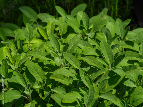 Sage Plant with green leaves