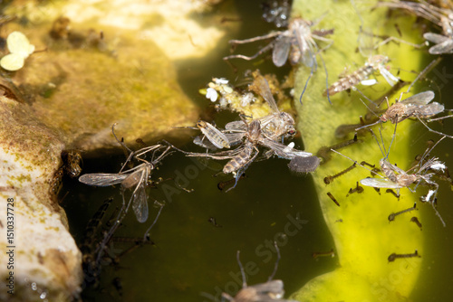 Close up of mosquito and insect water larvae in a garden pond