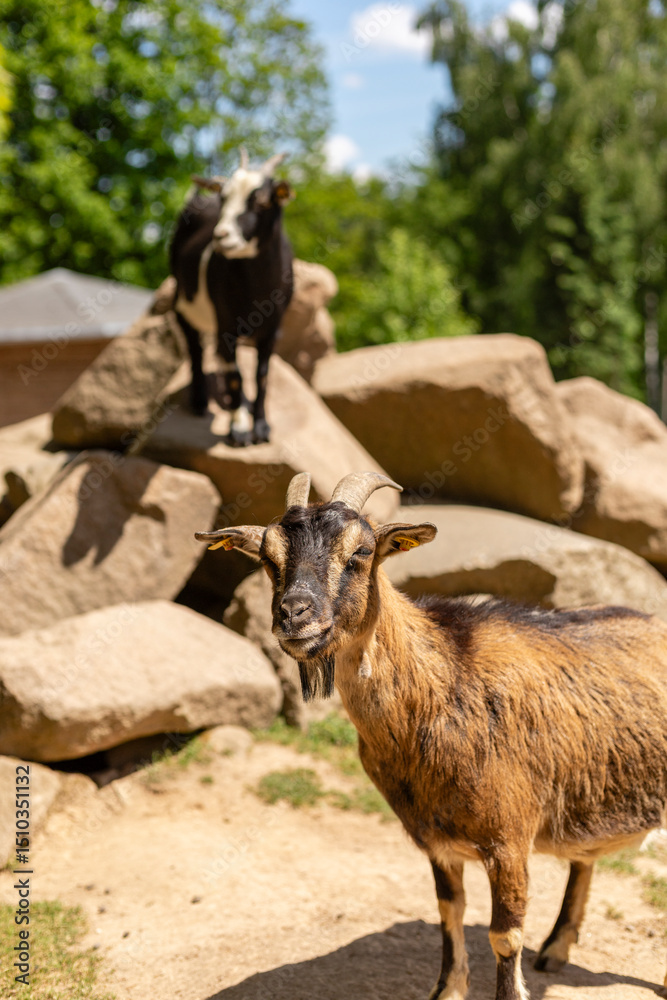 Fototapeta premium Two goats are interacting with their surroundings in a lush, green park. One goat stands on top of rocks while the other poses in the foreground under a clear blue sky