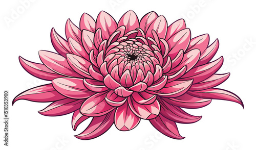 Illustration of a Blooming Pink Chrysanthemum Flower, Isolated on White Background with Shading Details