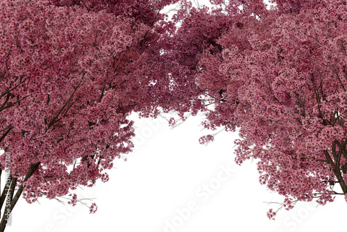 A breathtaking view of a canopy of pink cherry blossoms, densely packed branches laden with delicate flowers, creating a vibrant and romantic scene