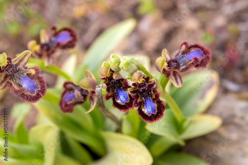Wild orchid, scientific nam...