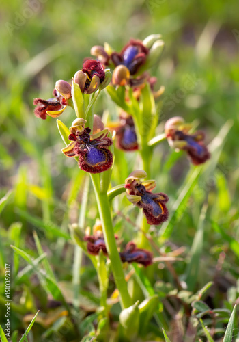 Wild orchid, scientific nam...