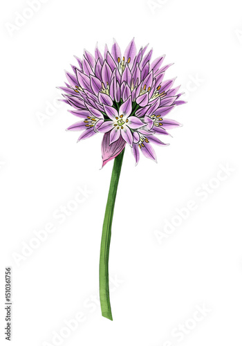 A purple chive blossom with green stem rendered in a colorful and illustrative style with a soft blurred background