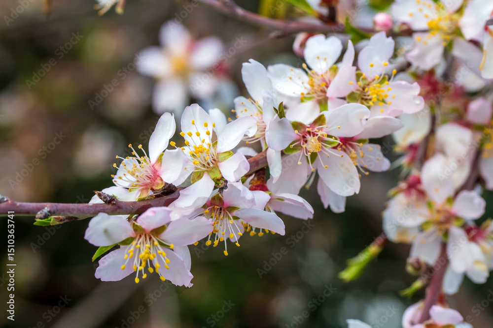 Obraz premium Apricot trees bloom in spring