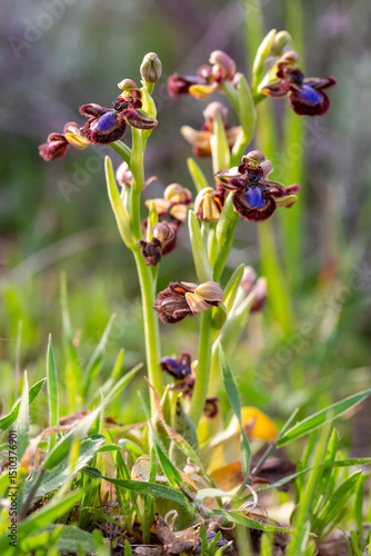 Wild orchid, scientific nam...